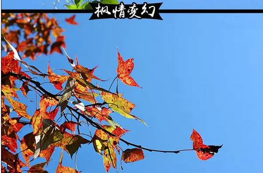 (6)(12月3~4日)新丰云髻山 广东的香格里拉 看枫叶 泡温泉-户外活动图-驼铃网