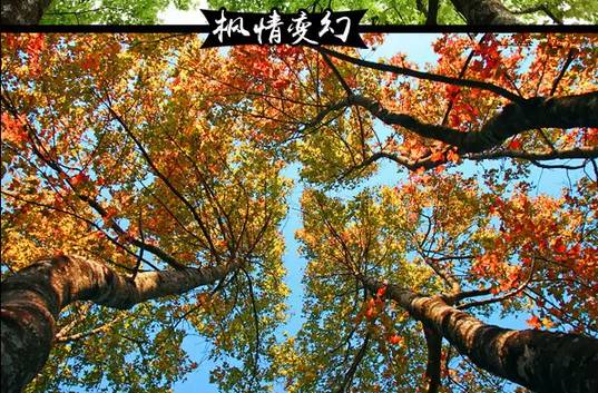 (5)(12月3~4日)新丰云髻山 广东的香格里拉 看枫叶 泡温泉-户外活动图-驼铃网