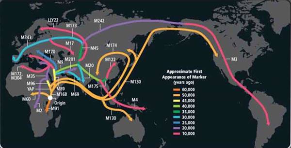 根据y染色体推测的人类迁徙图 如果理解不能的话,也可以这样理解