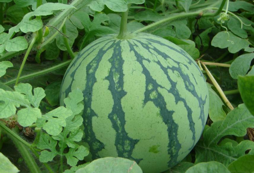 广西两个婴儿,一个肚子膨胀长出“小西瓜”,一个肠子收不回肚子里;都是因为妈妈怀孕时没注意产检.-怀孕期