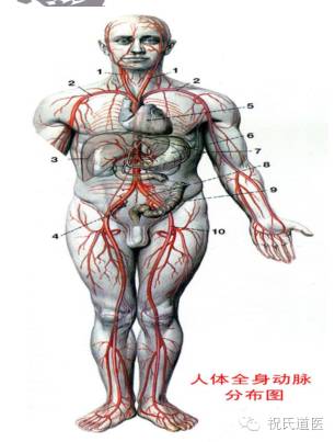 人体从心脏共分出五道大动脉,两道从颈部左右上头以配天以侯六腑气血