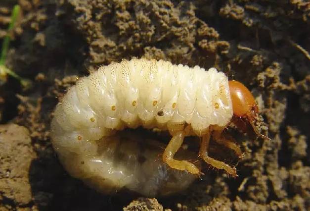 640?wx_fmt=png&tp=webp&wxfrom=5&wx_lazy=1