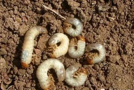 640?wx_fmt=png&tp=webp&wxfrom=5&wx_lazy=1