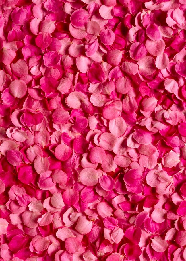 花馔，以花为食，食有花香。