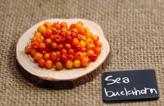 【沙棘科普】沙棘与蛋白质，人体不可缺少