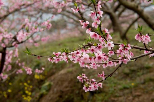 云顶山的传奇，不只是法师大有来头，还有三生三世的因果有道（一）