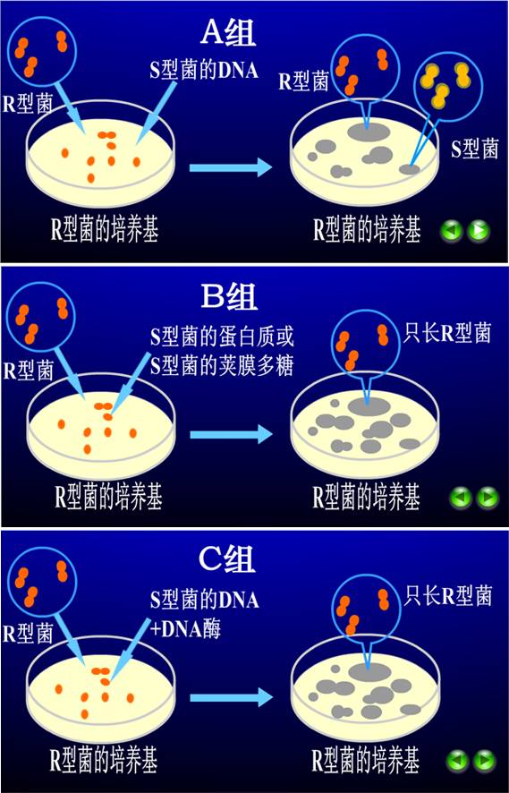 生物阅读5dna双螺旋结构的发现