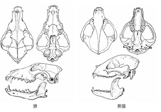 灰狐生活在什么环境中和_熊猫的生活环境_熊猫快餐 生活大爆炸