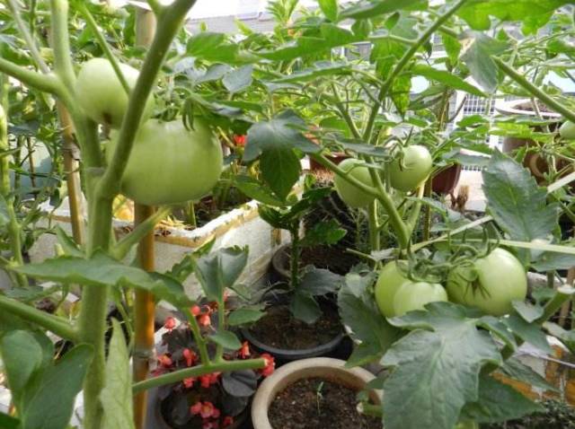 阳台上种植西红柿的方法，喜欢的收走！