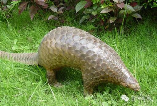 二胎时代来了,准妈妈们还在为奶水不够而烦恼吗?-怀孕期