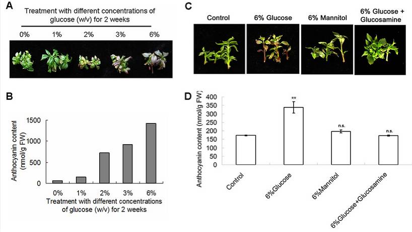 s1 fig glucose promotes anthocyanin accumulation in anhxk