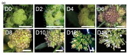 D0-4称为发育早期阶段，D6-8为发育中期阶段，D10-14为发育晚期阶段。