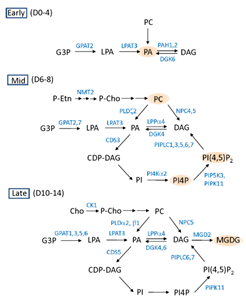 脂质代谢与基因调控