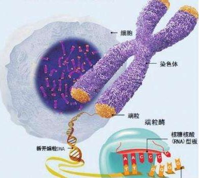 端粒酶活性亚单位_整合素β7亚单位_整合素β1亚单位