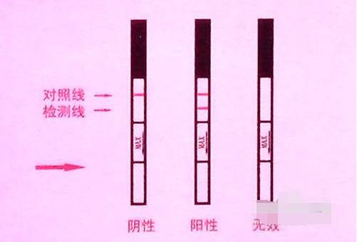 bd测试纸怎么用早孕测试纸使用方法，这些一定要知道哦_https://www.jmylbn.com_新闻资讯_第2张