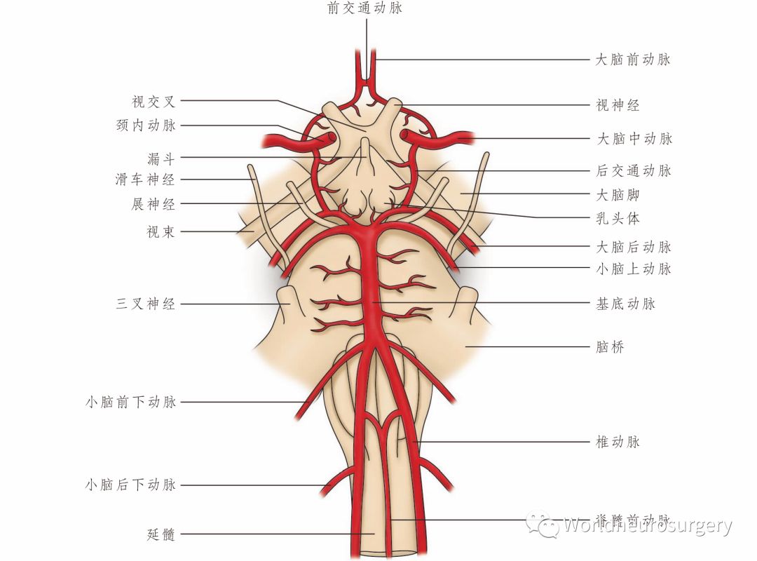 图7.2 脑底部动脉分布情况.显示脑底动脉环(willis动脉环).