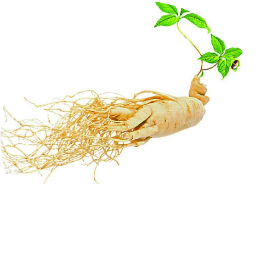 叁参堂长白山特产