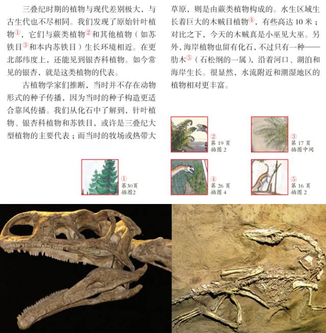 『千团』《极简恐龙史》系列图书,喜欢的宝贝不容错过