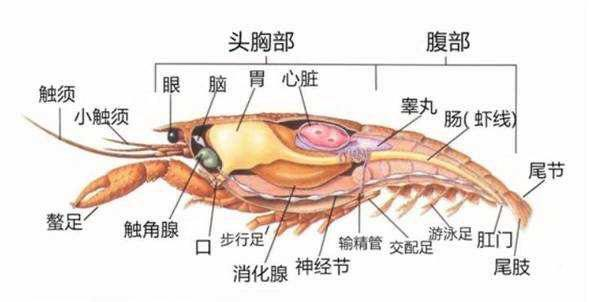 一只小龙虾有多少肉给它做个ct找答案