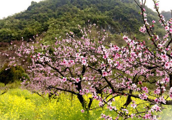 【3.8节钜献三生三世十里桃花】￥388赏万亩桃花林,豪叹五星喜来登!