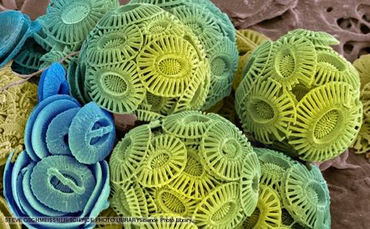 显微镜下的钙板金藻。图片来源：Steve Gschmeissner/Science Photo Library