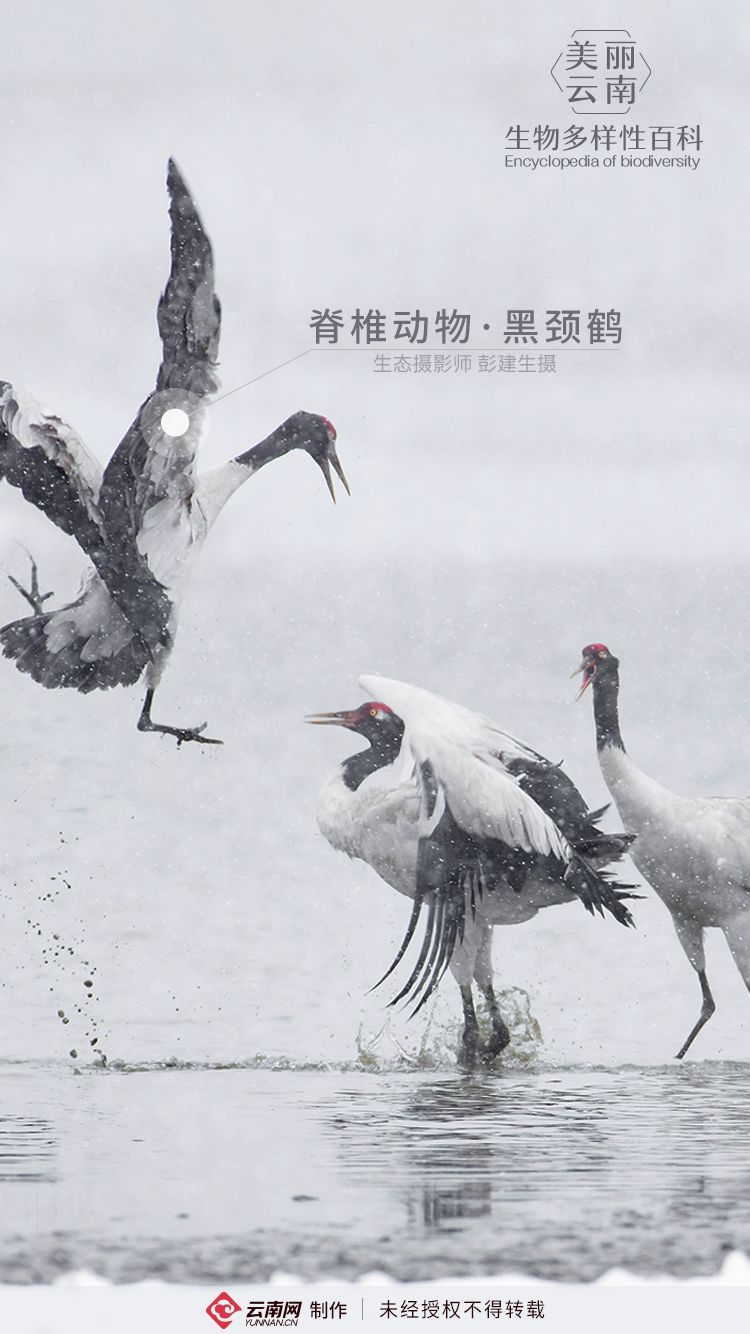 生物多样性百科脊椎动物黑颈鹤高原上的珍禽之冠