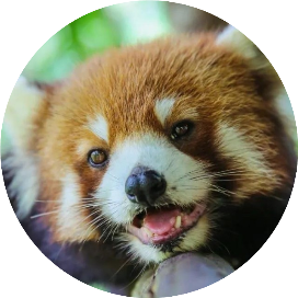 普洱太阳河森林公园