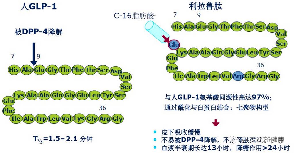 管中窥豹:从利拉鲁肽看华东医药的研发【兴证医药】