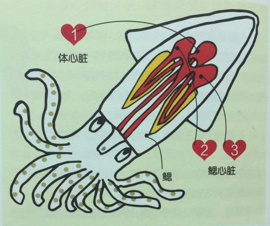 鱿鱼和章鱼有心脏吗听百科
