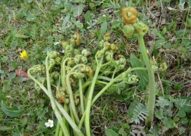 春天11种野菜,对人有很多好处,你吃过几种?-孔繁雪-爱问医生