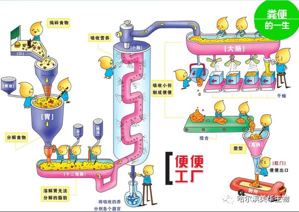 图解便秘吃益生菌有没有效？