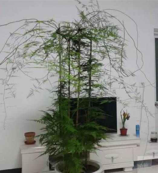 文竹摆放在门口或者客厅,表示主人的友善,寓意客似云来和友情长久