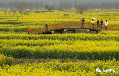 女子在油菜花田拍照后进医院 曾有人过敏诱病身亡
