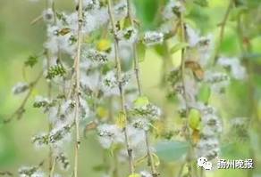 女子在油菜花田拍照后进医院 曾有人过敏诱病身亡