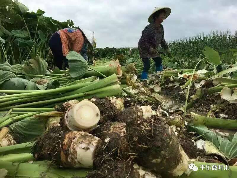 食用 芋头分有"魁芋"和"多子芋"两类.