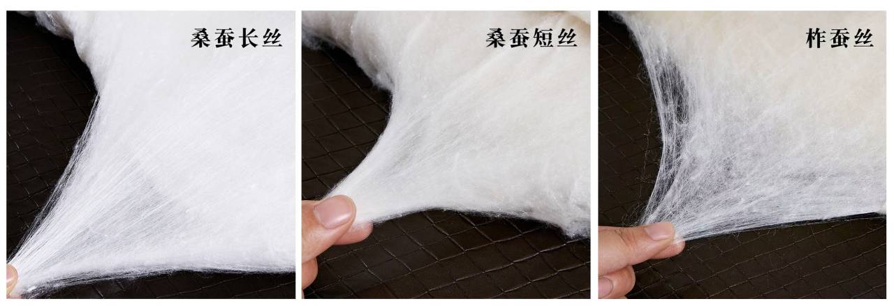 根据蚕丝长度和蚕茧的关系来看,桑蚕丝长丝棉和柞蚕丝中长丝棉一般