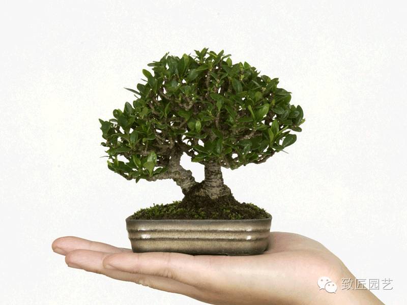 新手如何玩转微型盆景的方法