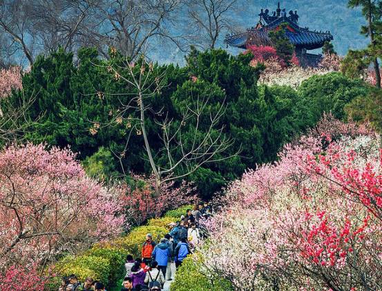 南京中山陵梅花山