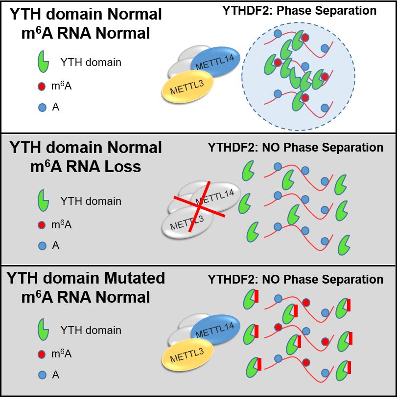 发表了题为:"binding to m6arna promotes ythdf2- mediated phase