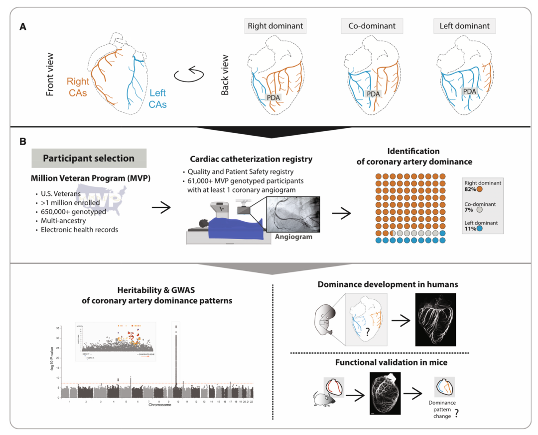 A diagram of a heart

AI-generated content may be incorrect.