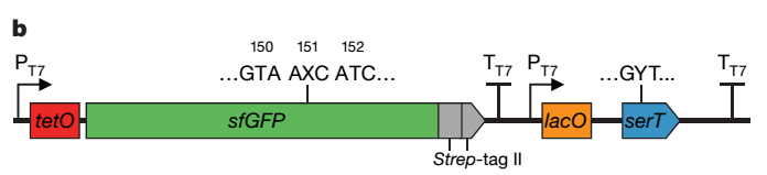 研究人员将人工合成的碱基对X-Y掺入绿色荧光蛋白基因（GFP）中，将TAC密码子更换为AXC