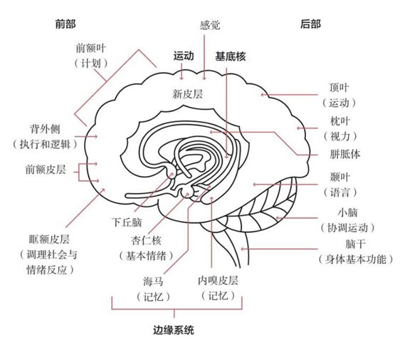 图5 人的大脑构造