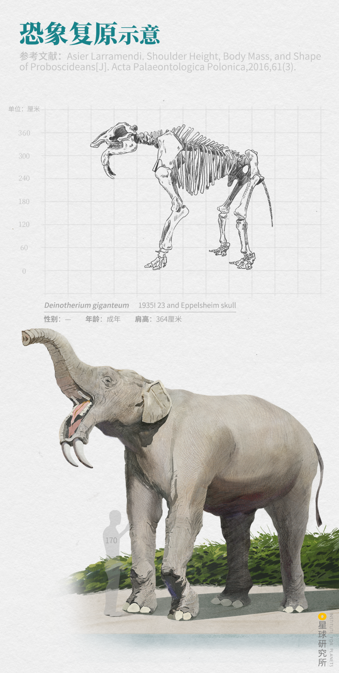 (恐象的复原示意图,制图@汉青/星球研究所)使它们有了"恐怖野兽"之