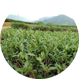 静叶思家庭教育