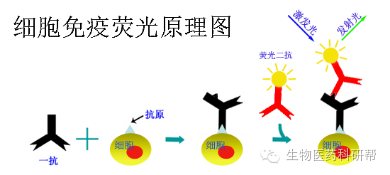 免疫荧光原理图片