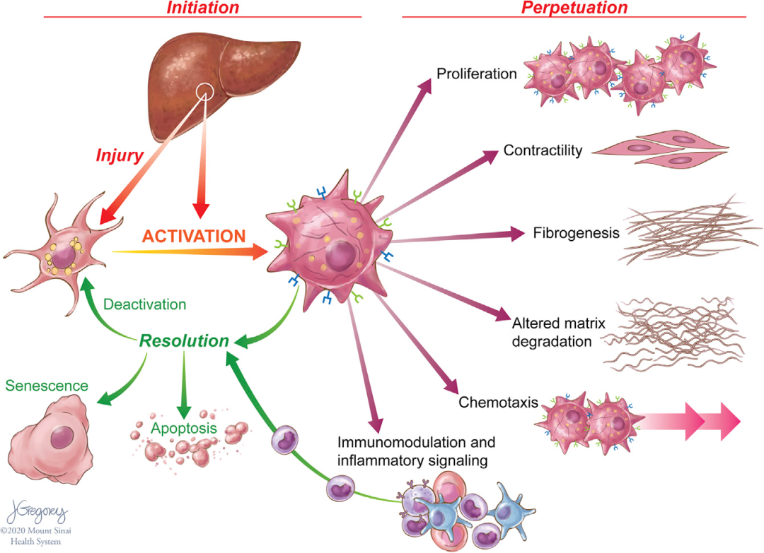 cellmetabolism综述肝星状细胞的可塑性代谢调节能力