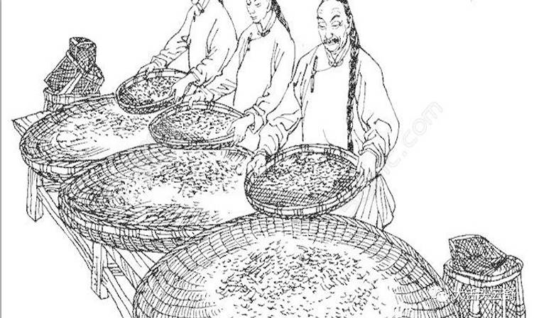 千年古树茶-曼岗|广西优质茶叶交流组