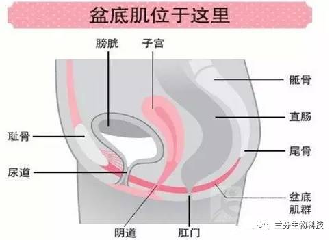盆底肌修复，女生不得不看的文章！