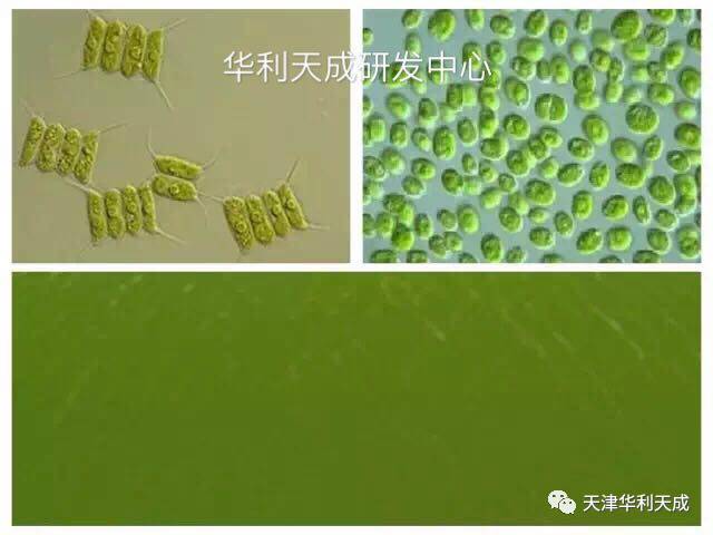 特点:以硅藻门,绿藻门的新月藻,舟形藻,甲藻等为主,多样性丰富,营养