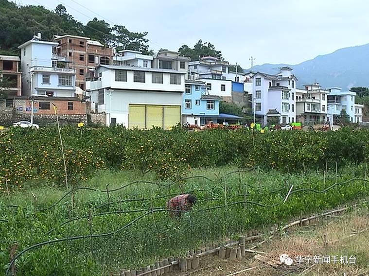 近年来,华宁县下拖卓村紧紧抓住华溪镇整乡推进精准脱贫建设机遇,按照